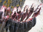 img_1155.jpg